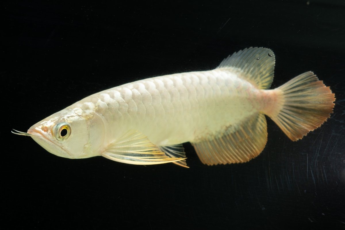 画像7: 過背金龍　NO.2（イーロン産） (7)