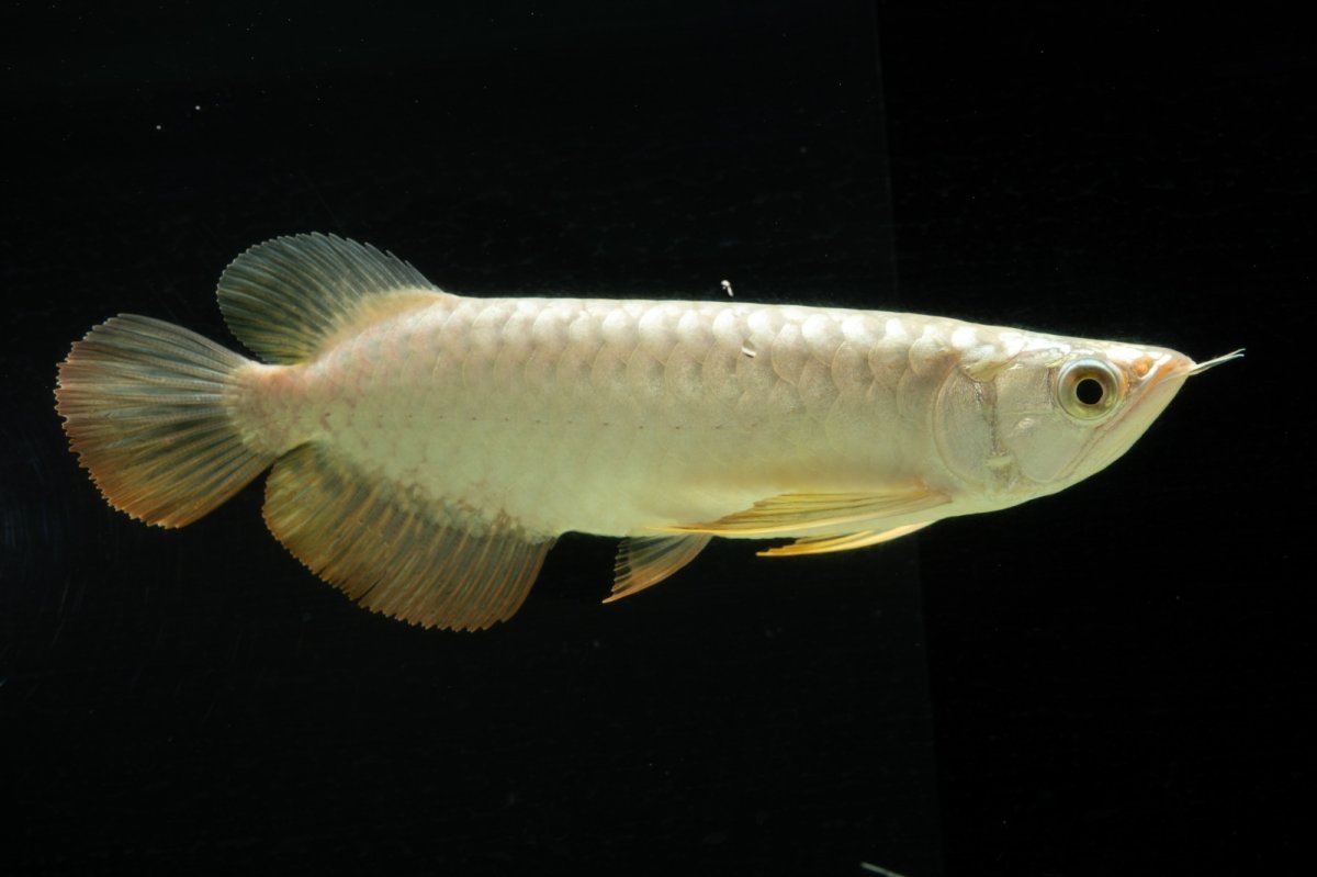 画像2: 過背金龍　NO.2（イーロン産） (2)