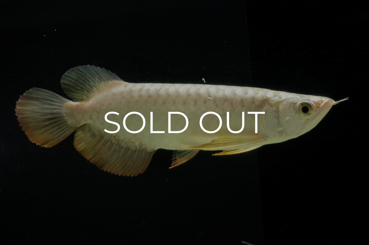 画像2: 過背金龍　NO.2（イーロン産） (2)