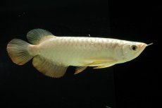 画像2: 過背金龍　NO.2（イーロン産） (2)