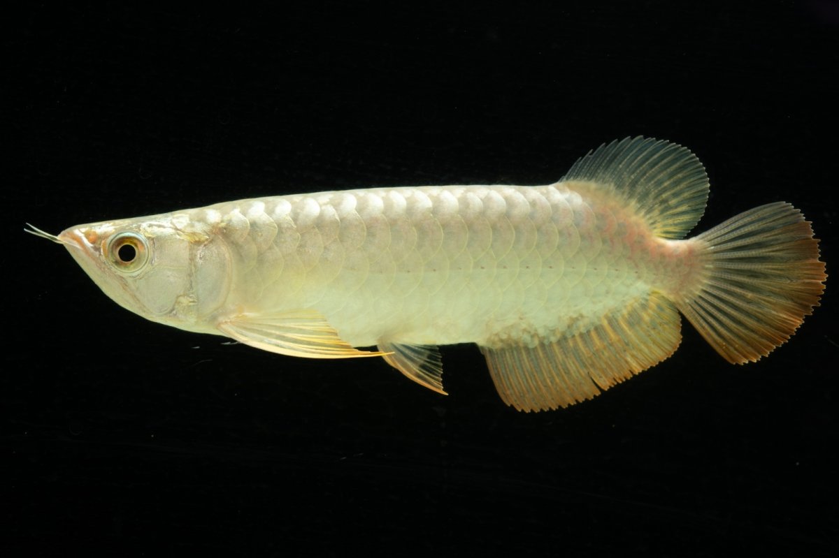 画像5: 過背金龍　NO.2（イーロン産） (5)