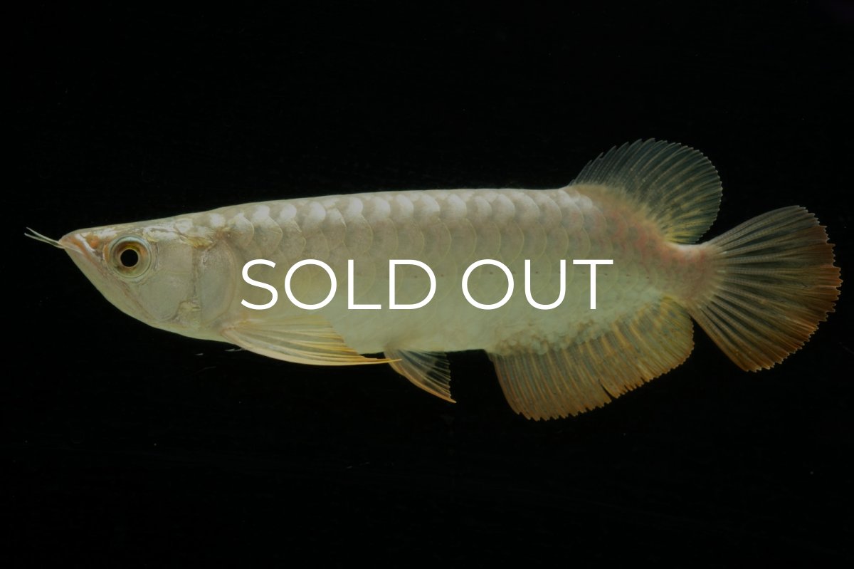 画像5: 過背金龍　NO.2（イーロン産） (5)