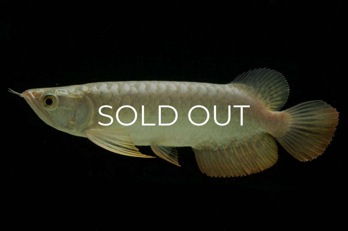 画像3: 過背金龍　NO.2（イーロン産） (3)