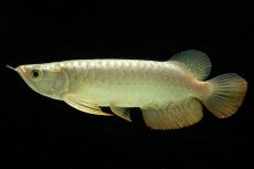 画像3: 過背金龍　NO.2（イーロン産） (3)