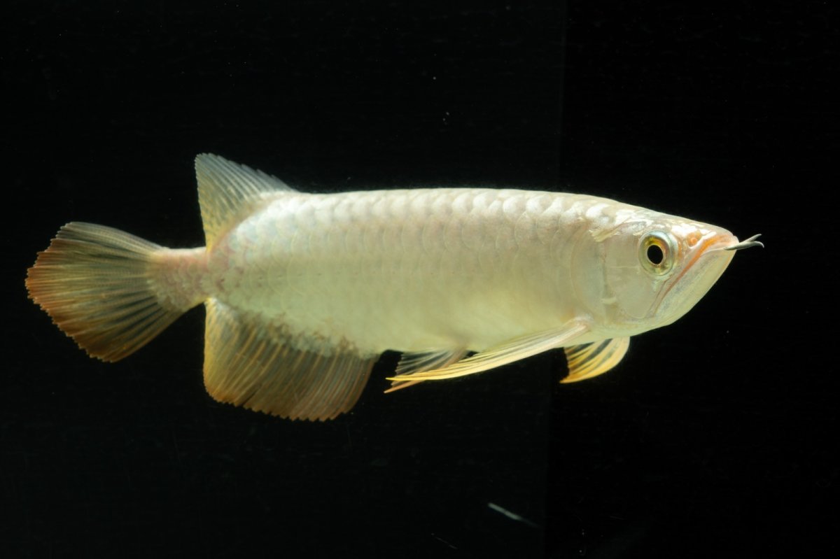 画像9: 過背金龍　NO.2（イーロン産） (9)