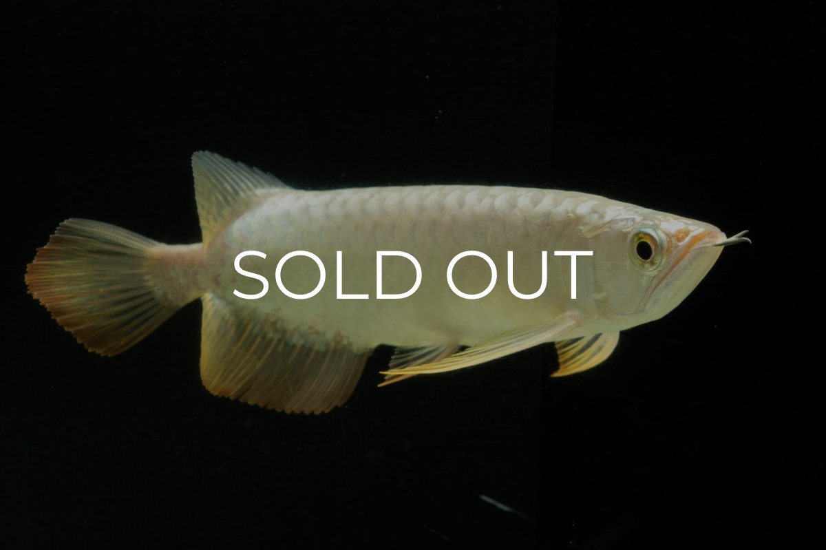 画像9: 過背金龍　NO.2（イーロン産） (9)