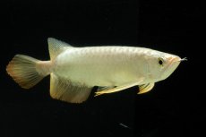 画像9: 過背金龍　NO.2（イーロン産） (9)