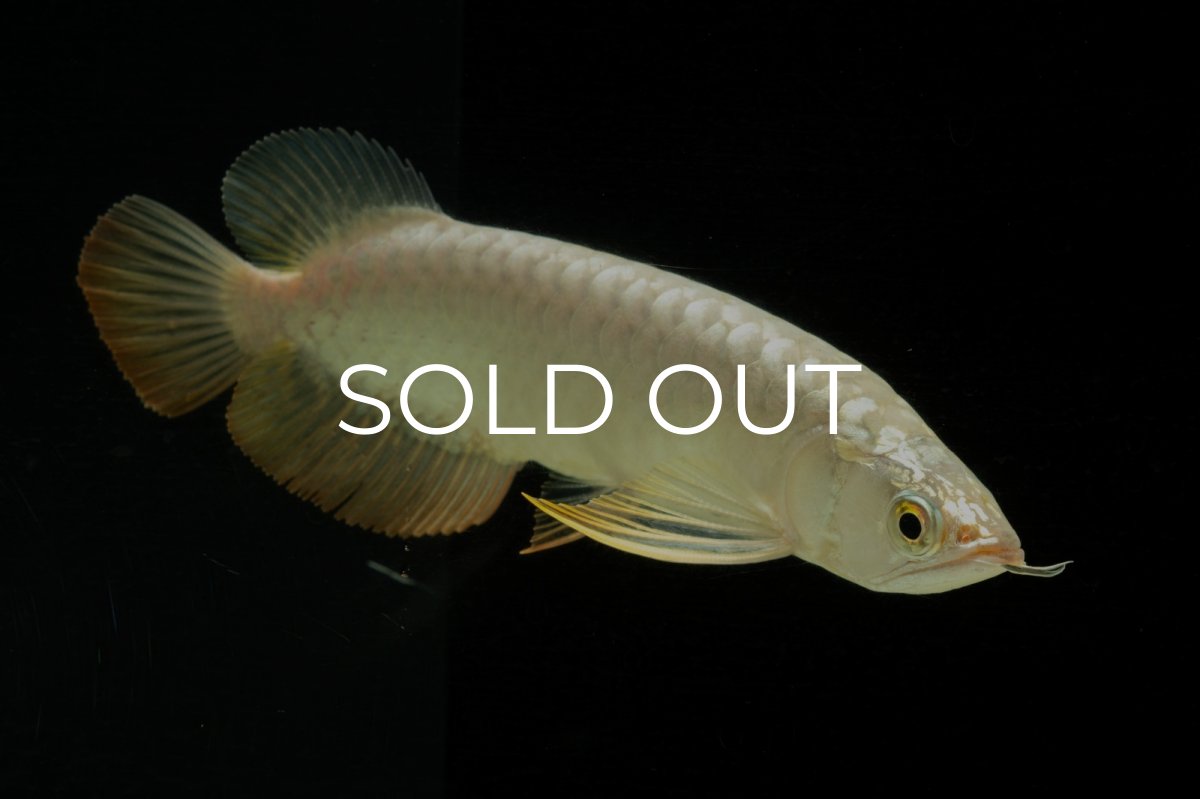 画像8: 過背金龍　NO.2（イーロン産） (8)