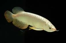 画像8: 過背金龍　NO.2（イーロン産） (8)