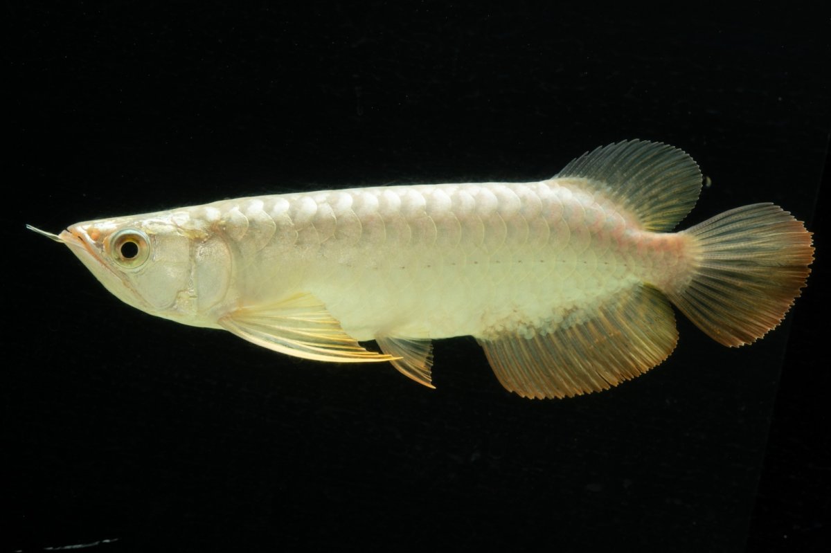 画像1: 過背金龍　NO.2（イーロン産） (1)