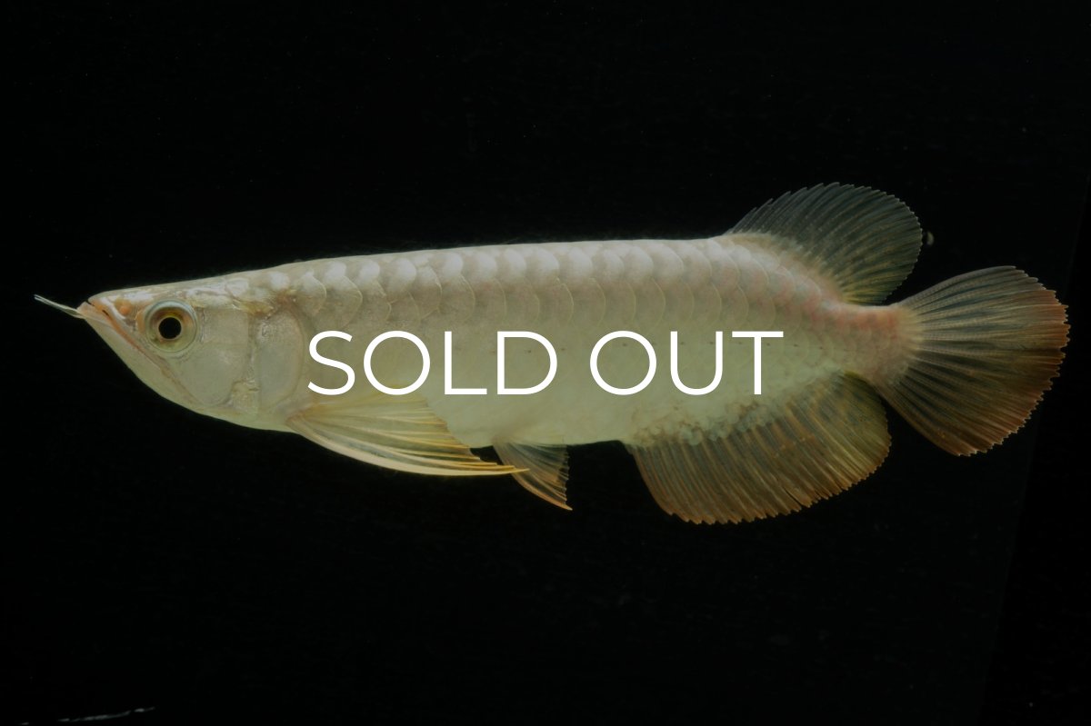 画像1: 過背金龍　NO.2（イーロン産） (1)