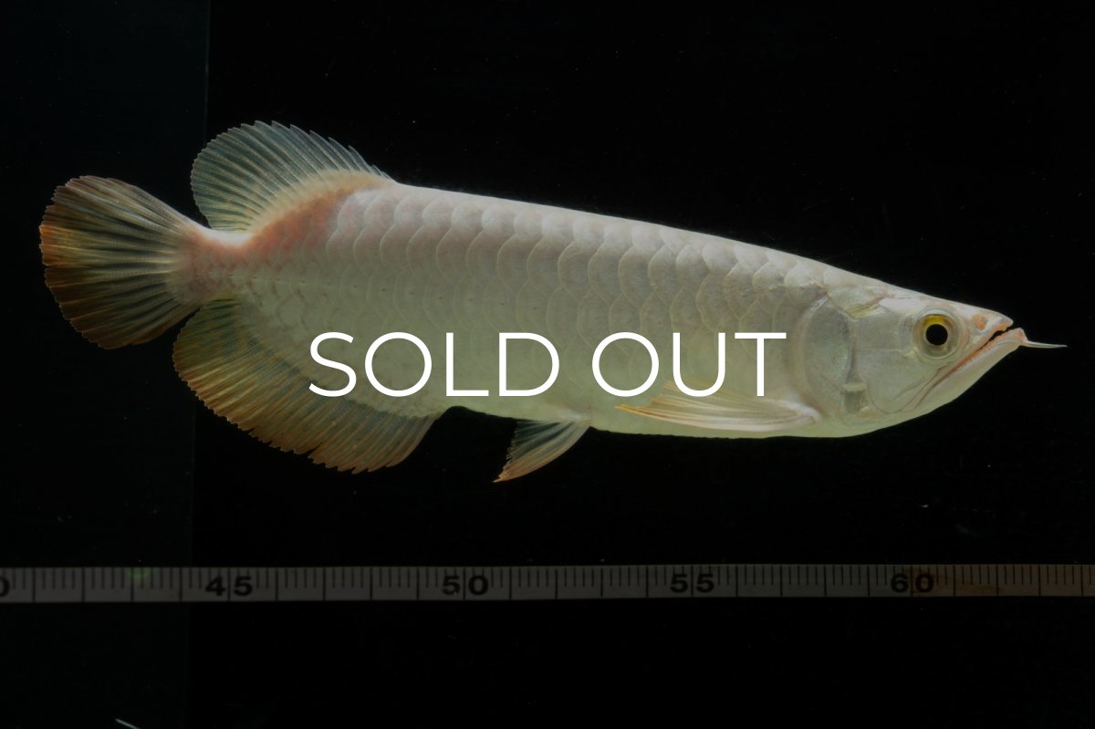 画像15: 過背金龍　NO.3（イーロン産） (15)