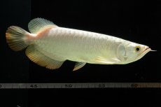 画像15: 過背金龍　NO.3（イーロン産） (15)