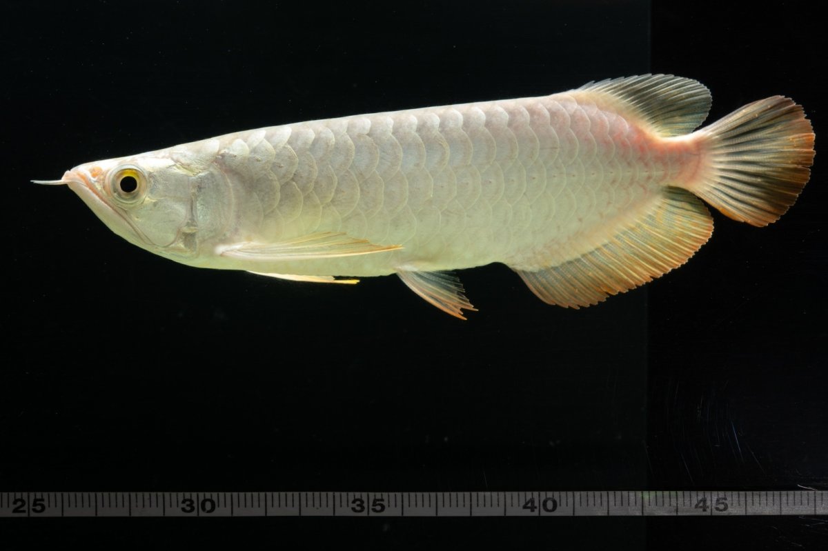 画像16: 過背金龍　NO.3（イーロン産） (16)