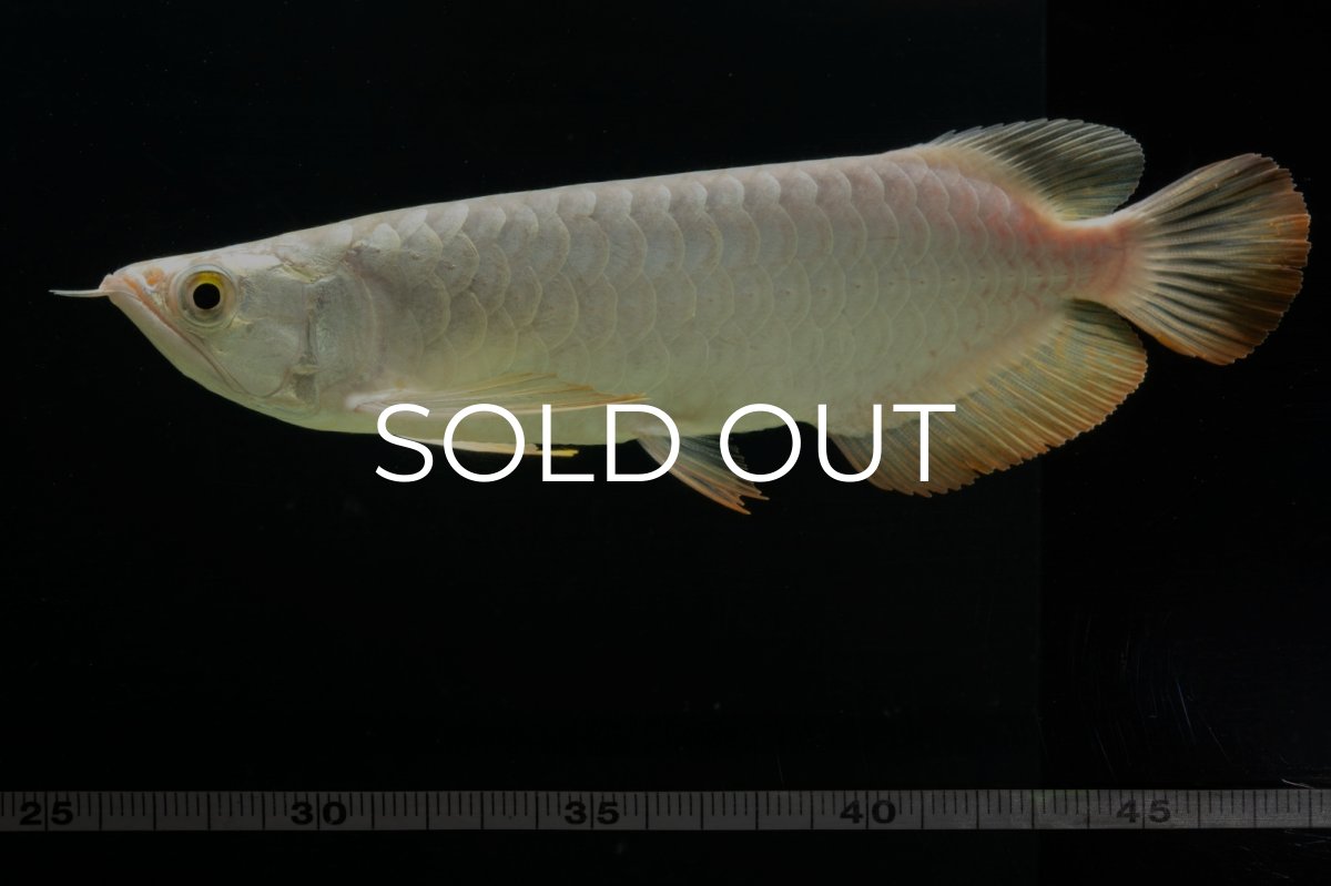 画像16: 過背金龍　NO.3（イーロン産） (16)