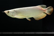 画像16: 過背金龍　NO.3（イーロン産） (16)