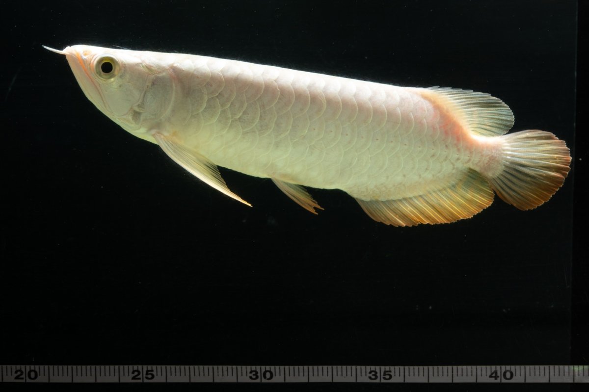 画像14: 過背金龍　NO.3（イーロン産） (14)