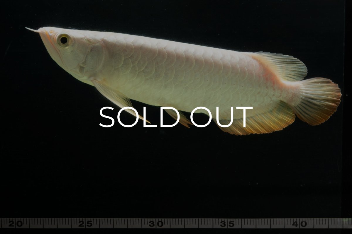 画像14: 過背金龍　NO.3（イーロン産） (14)