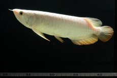 画像14: 過背金龍　NO.3（イーロン産） (14)