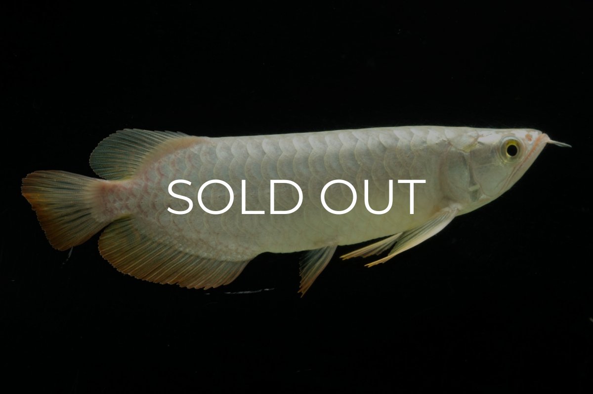 画像4: 過背金龍　NO.3（イーロン産） (4)