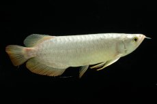 画像4: 過背金龍　NO.3（イーロン産） (4)