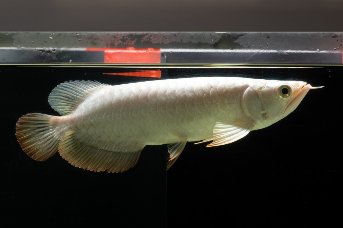 画像6: 過背金龍　NO.3（イーロン産） (6)