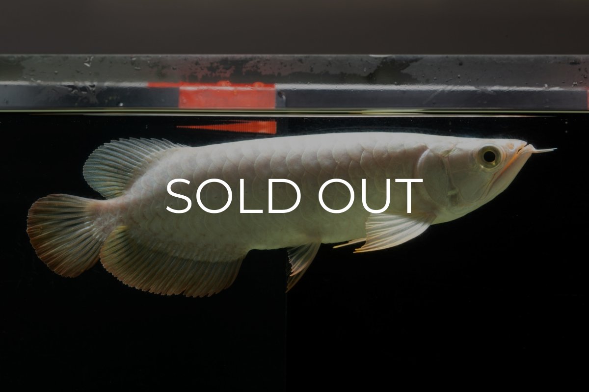 画像6: 過背金龍　NO.3（イーロン産） (6)