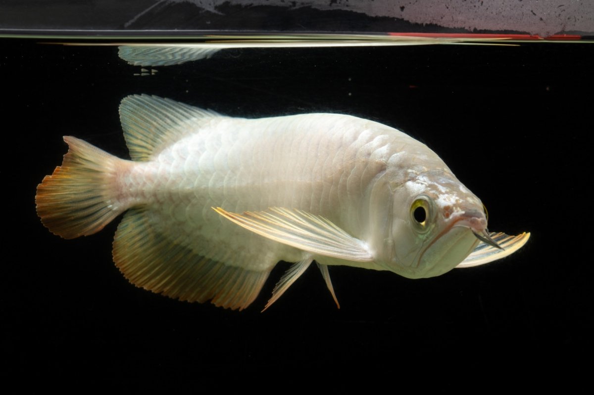 画像13: 過背金龍　NO.3（イーロン産） (13)