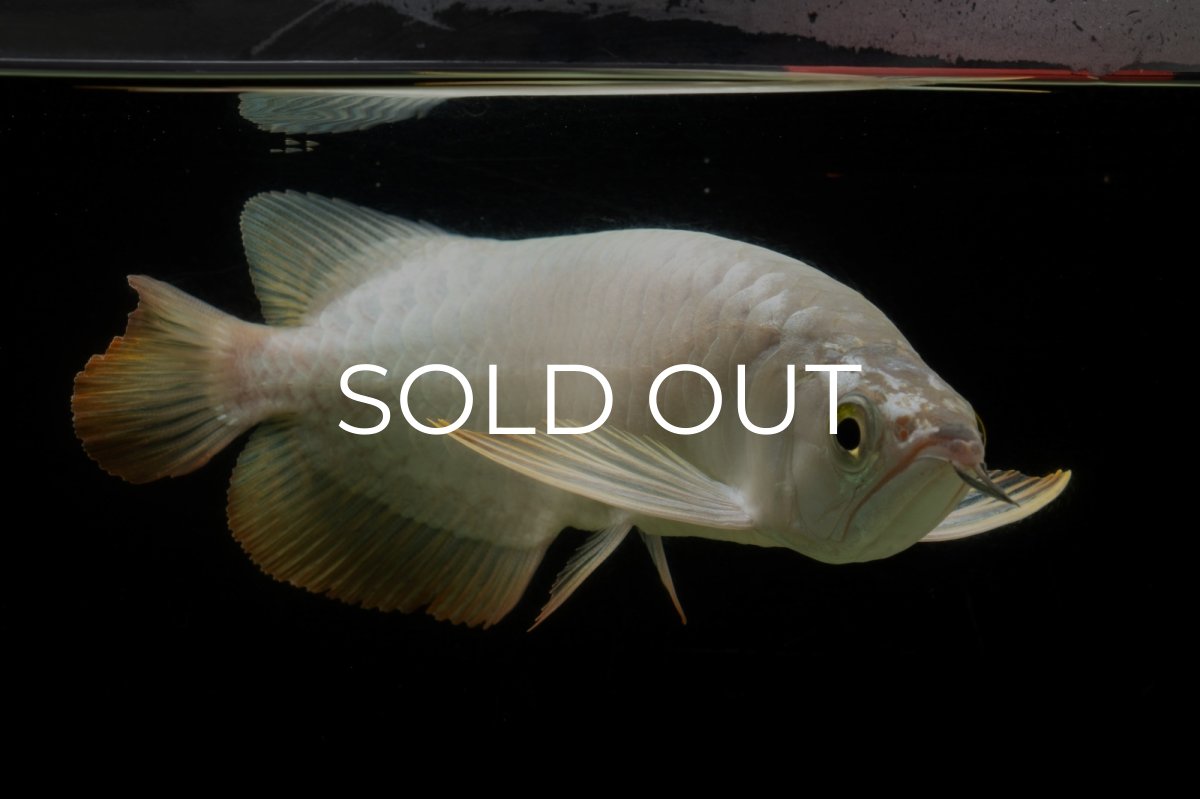 画像13: 過背金龍　NO.3（イーロン産） (13)