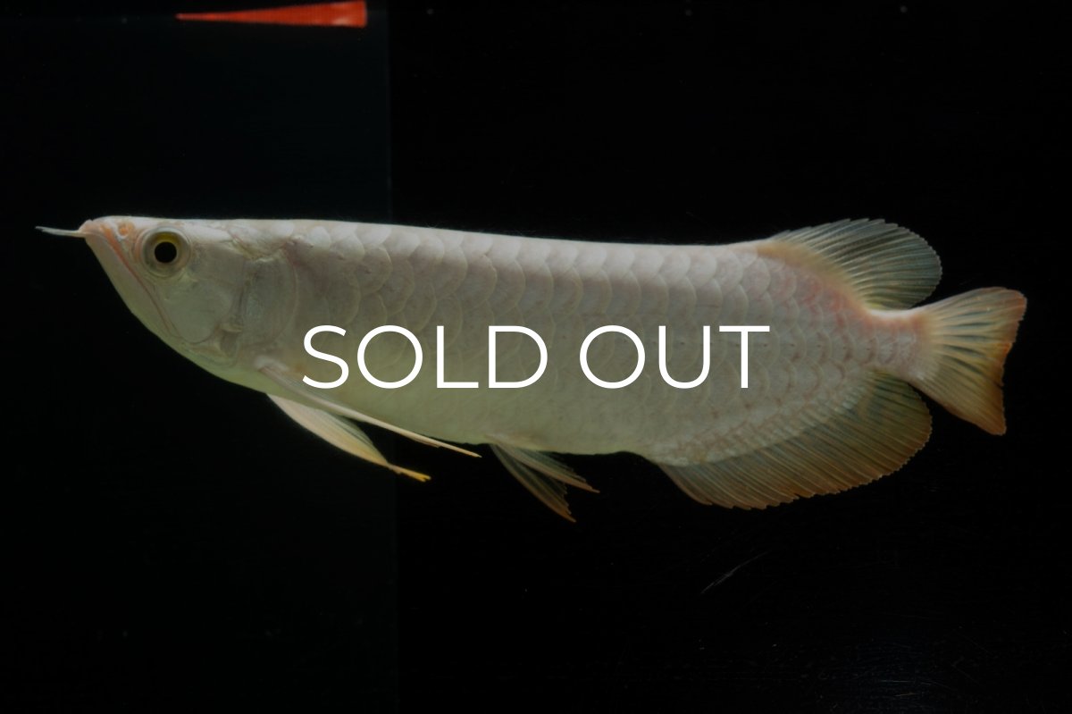 画像5: 過背金龍　NO.3（イーロン産） (5)