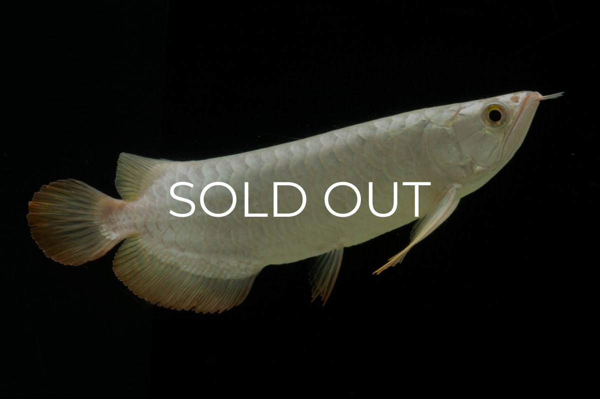 画像11: 過背金龍　NO.3（イーロン産） (11)