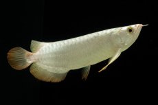 画像11: 過背金龍　NO.3（イーロン産） (11)