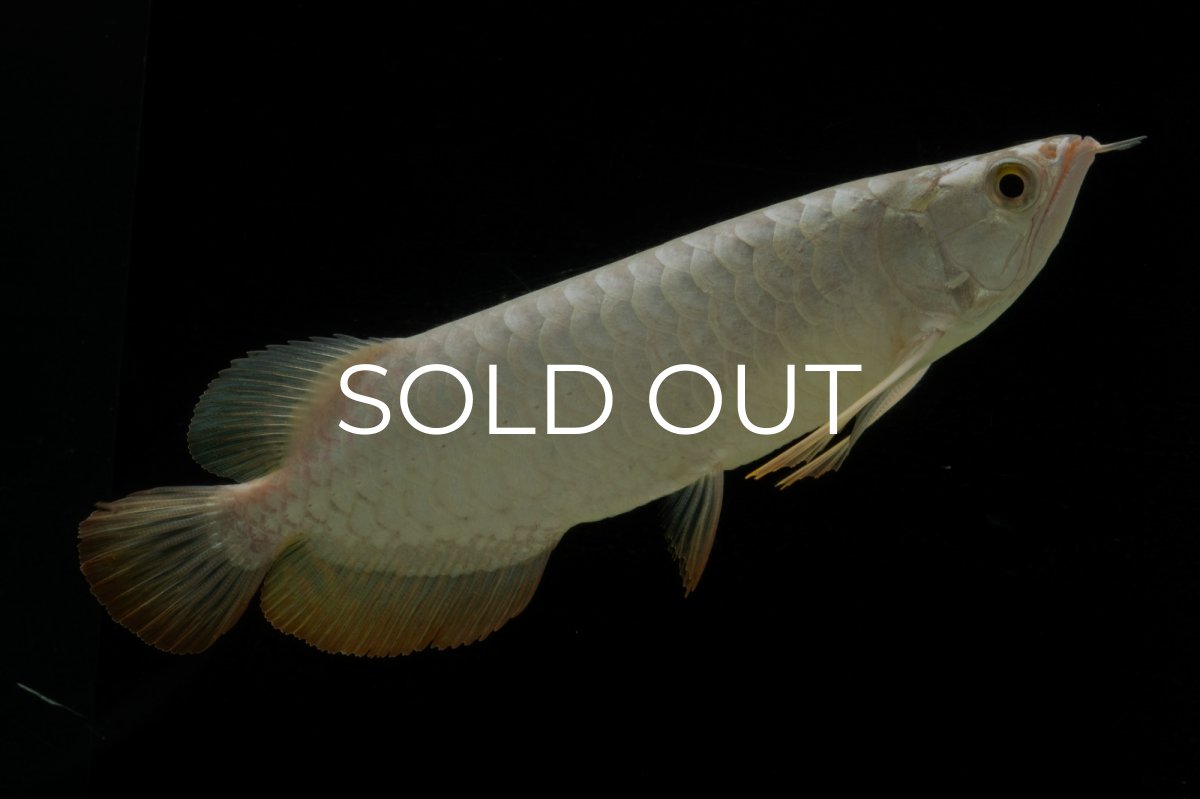 画像8: 過背金龍　NO.3（イーロン産） (8)