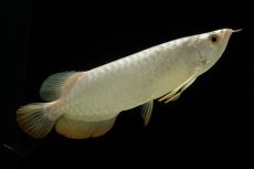 画像8: 過背金龍　NO.3（イーロン産） (8)