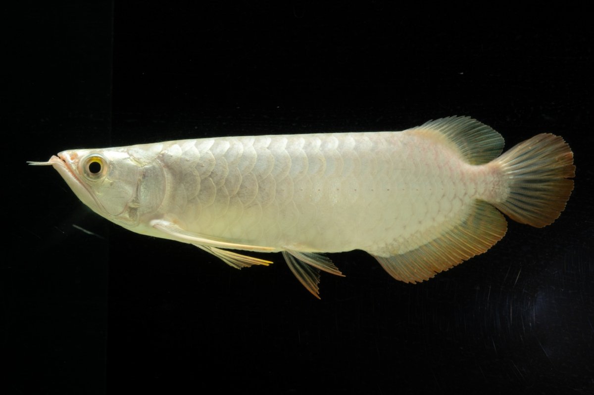 画像12: 過背金龍　NO.3（イーロン産） (12)