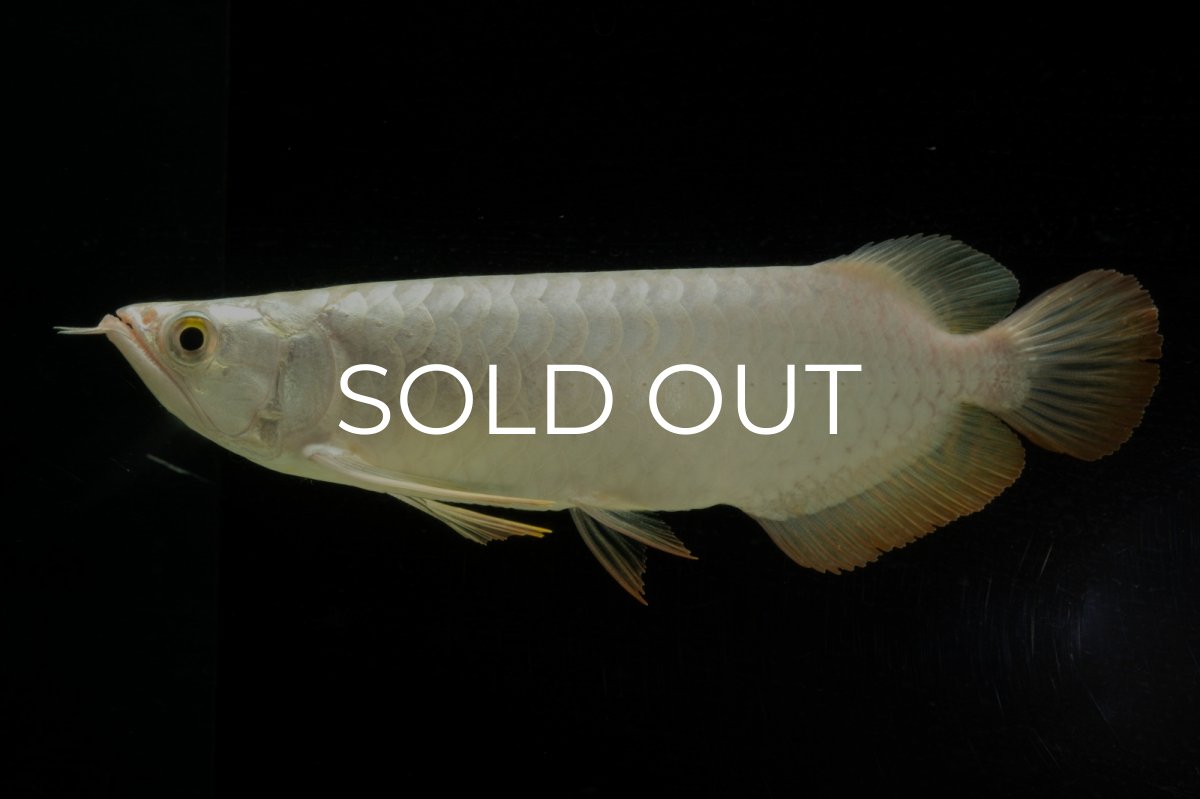 画像12: 過背金龍　NO.3（イーロン産） (12)