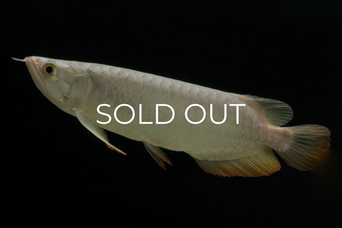 画像10: 過背金龍　NO.3（イーロン産） (10)