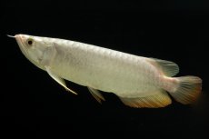 画像10: 過背金龍　NO.3（イーロン産） (10)