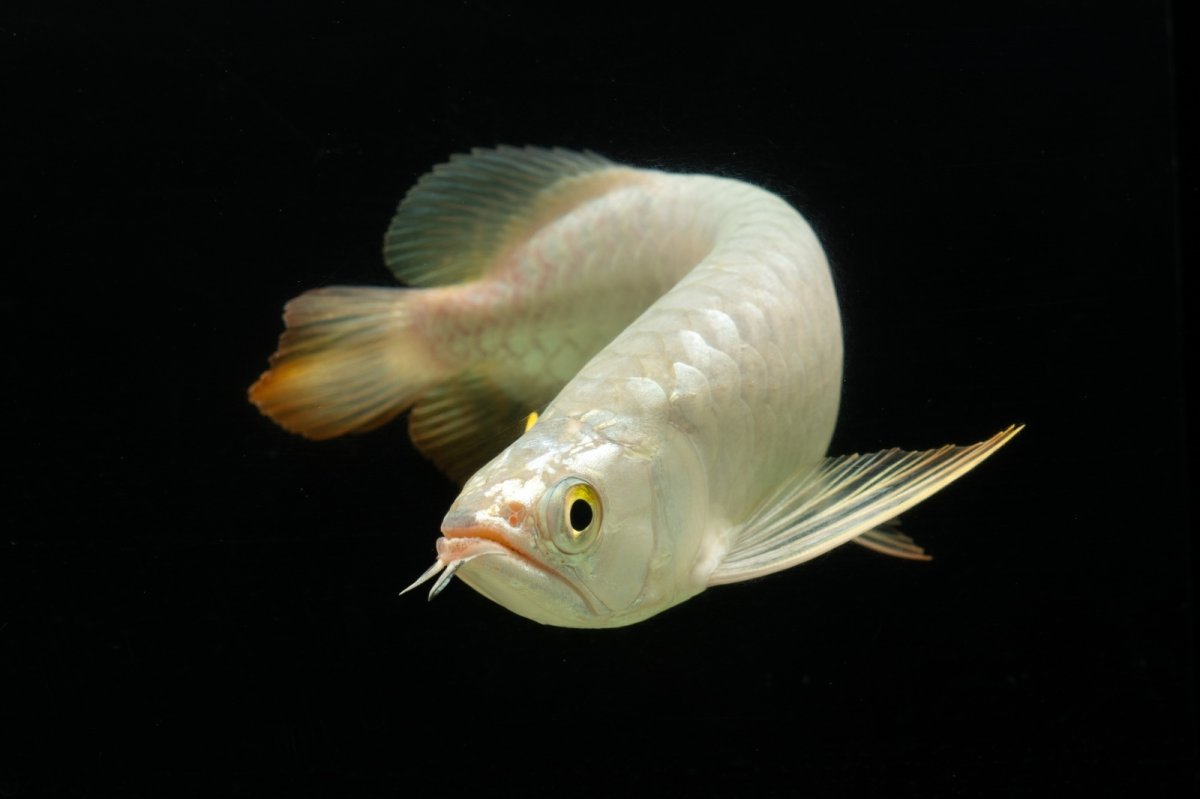 画像9: 過背金龍　NO.3（イーロン産） (9)