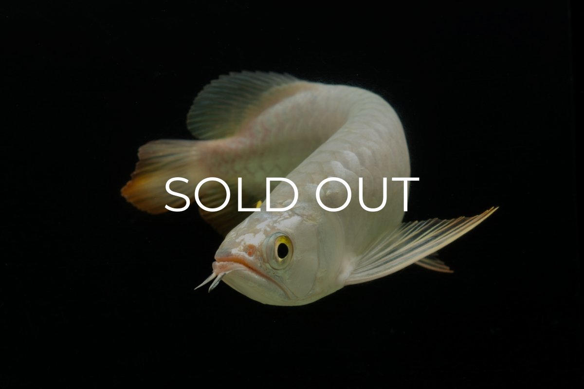 画像9: 過背金龍　NO.3（イーロン産） (9)