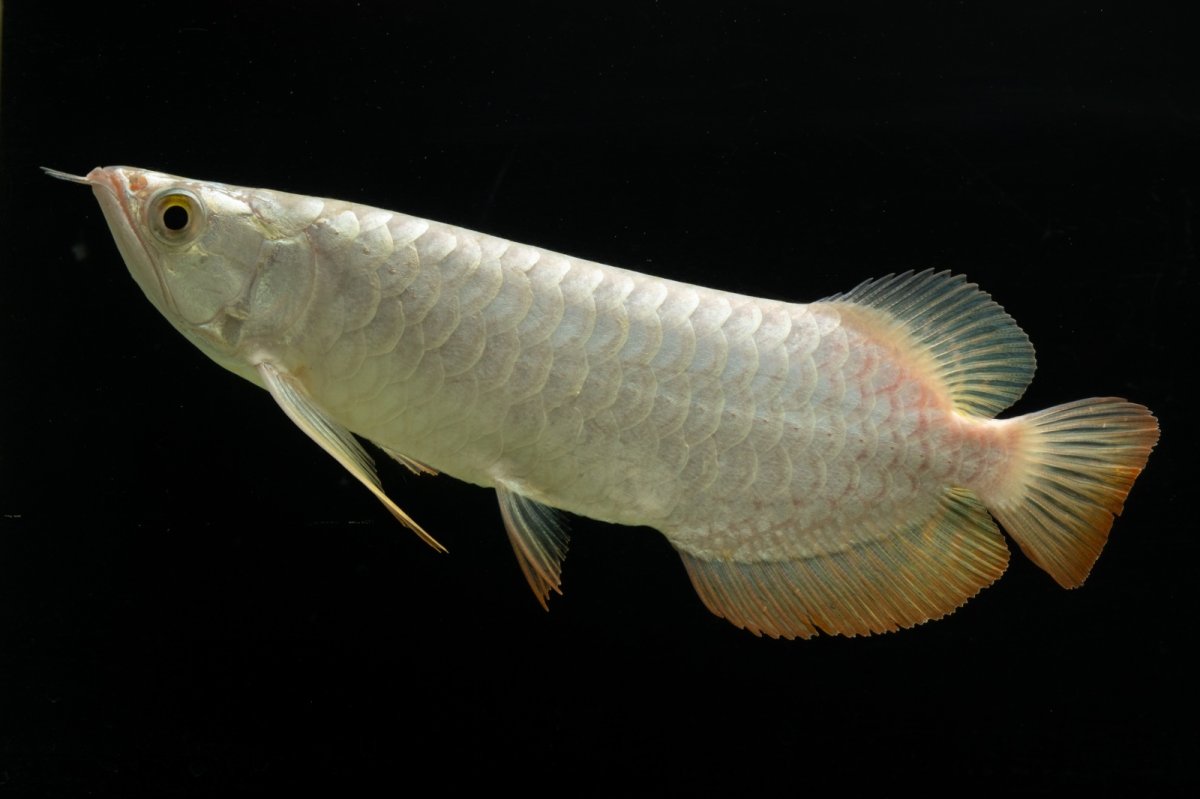 画像3: 過背金龍　NO.3（イーロン産） (3)