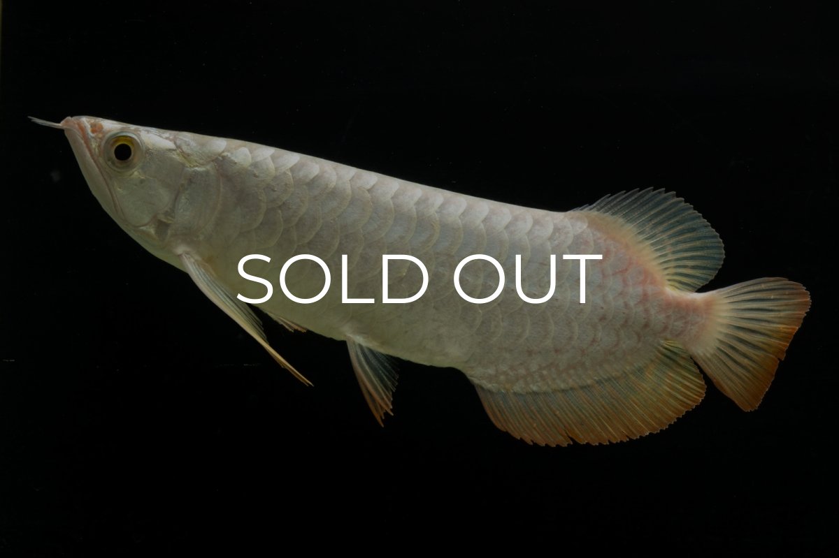 画像3: 過背金龍　NO.3（イーロン産） (3)