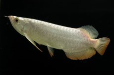 画像3: 過背金龍　NO.3（イーロン産） (3)