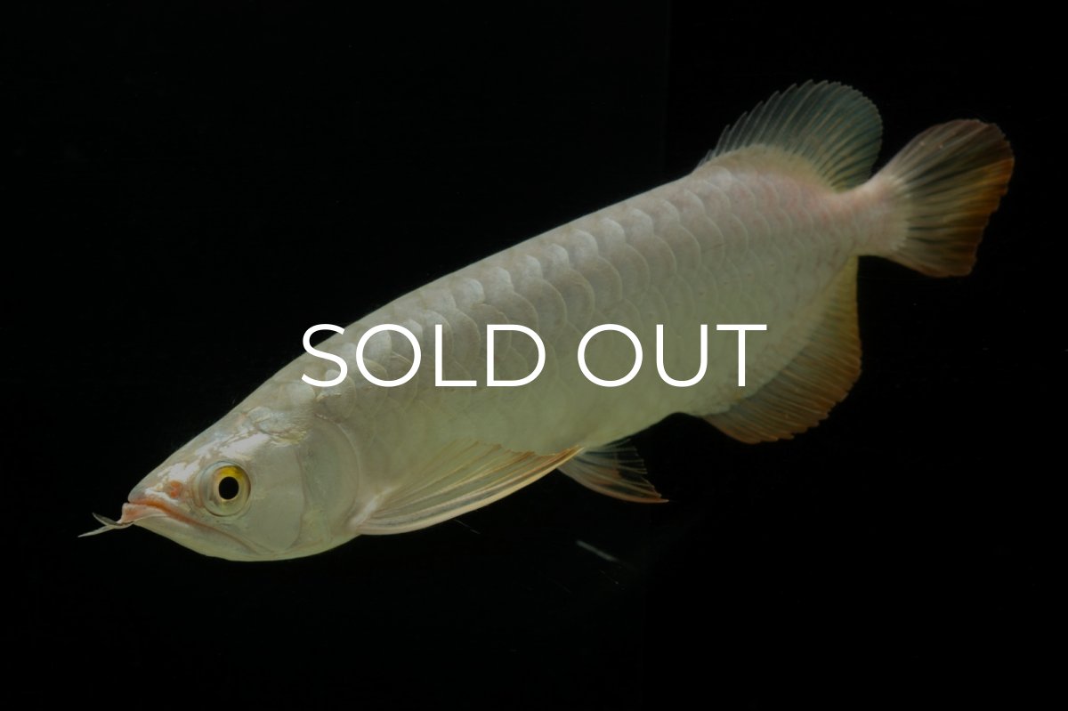 画像7: 過背金龍　NO.3（イーロン産） (7)