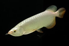 画像7: 過背金龍　NO.3（イーロン産） (7)