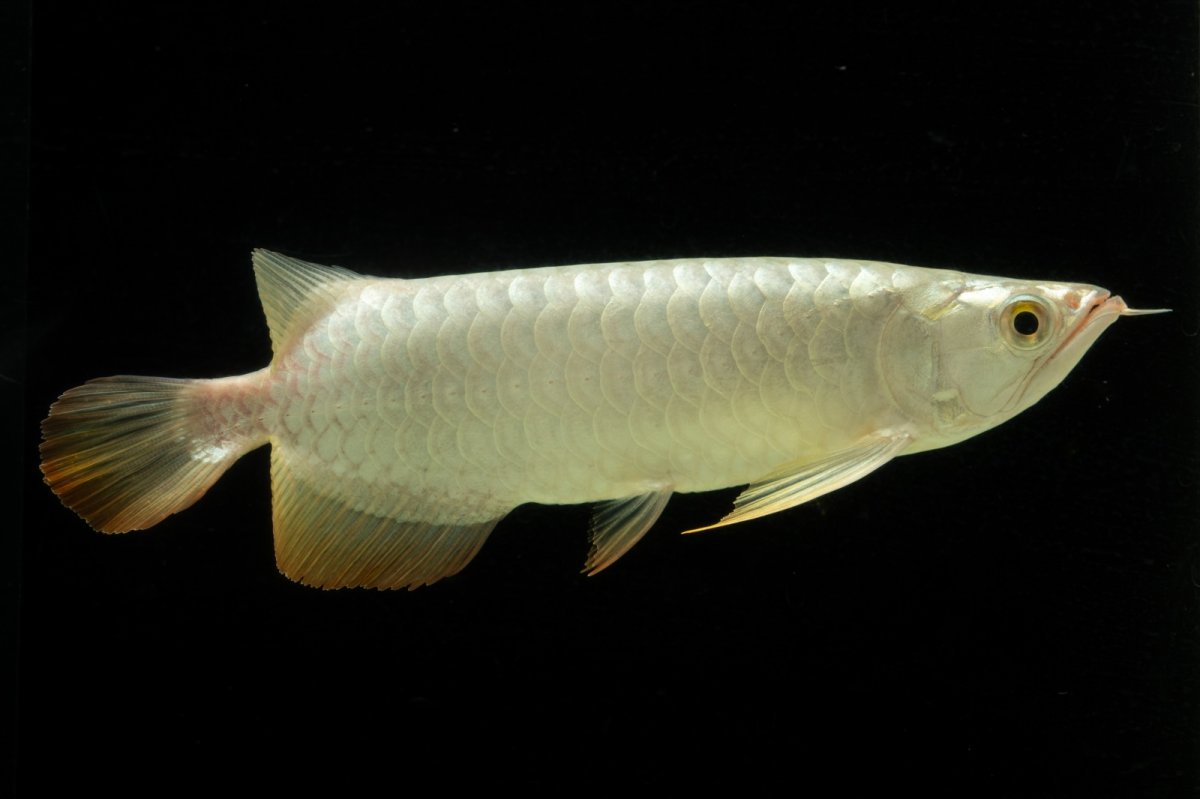 画像2: 過背金龍　NO.3（イーロン産） (2)