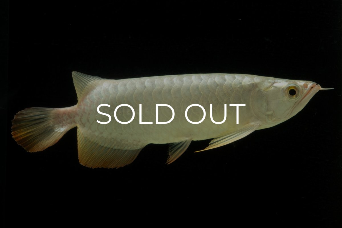 画像2: 過背金龍　NO.3（イーロン産） (2)