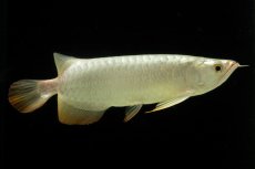 画像2: 過背金龍　NO.3（イーロン産） (2)