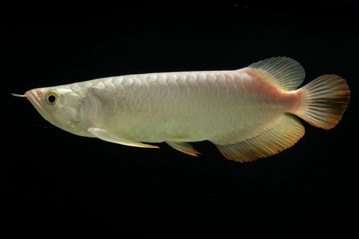 画像1: 過背金龍　NO.3（イーロン産） (1)