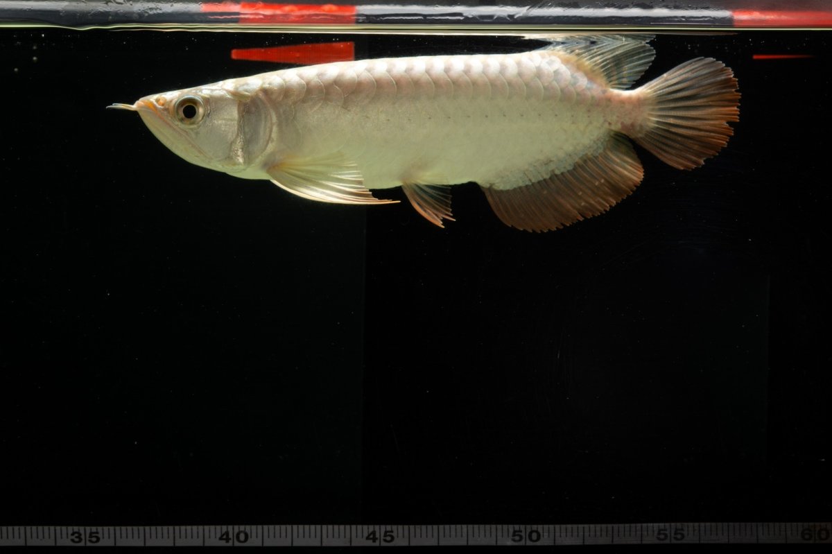 画像14: 過背金龍　NO.4（イーロン産） (14)